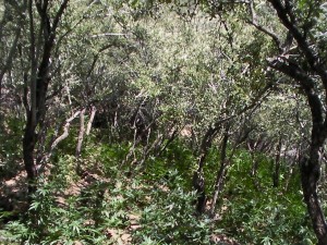 This photo was taken in July 2009